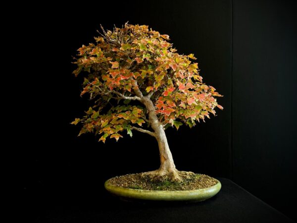 60941 ACER BUERGERIANUM