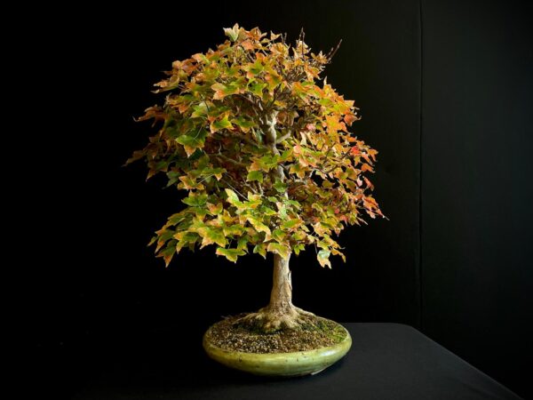 60941 ACER BUERGERIANUM