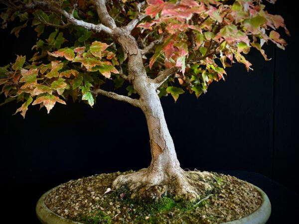 60941 ACER BUERGERIANUM