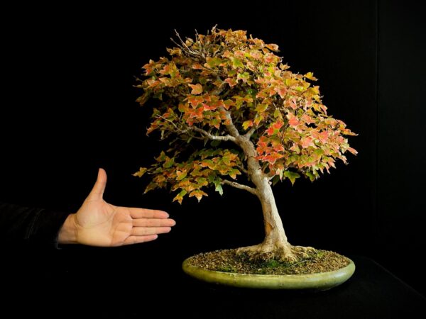 60941 ACER BUERGERIANUM