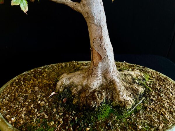 60941 ACER BUERGERIANUM