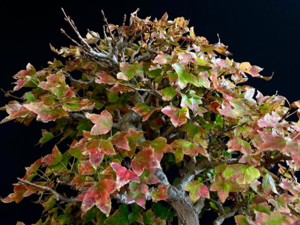 60941 ACER BUERGERIANUM