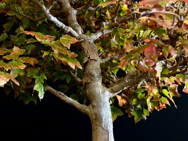 60941 ACER BUERGERIANUM