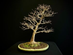 60941 - Acer Buergerianum