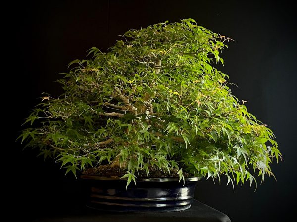 60943 ACER PALMATUM