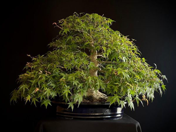 60943 ACER PALMATUM