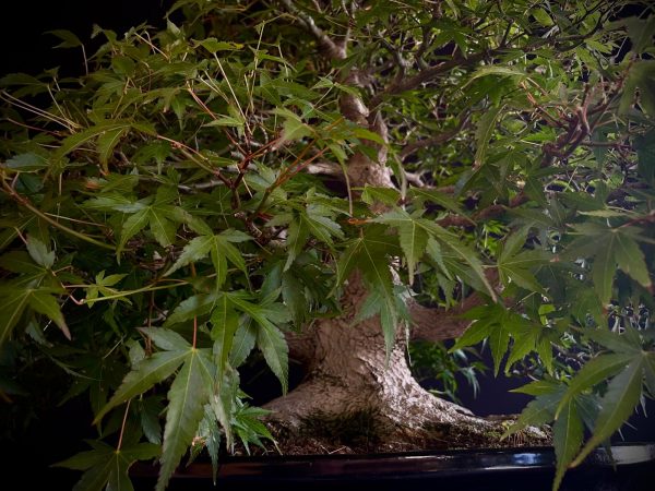 60943 ACER PALMATUM
