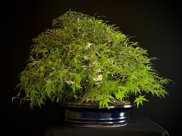 60943 ACER PALMATUM