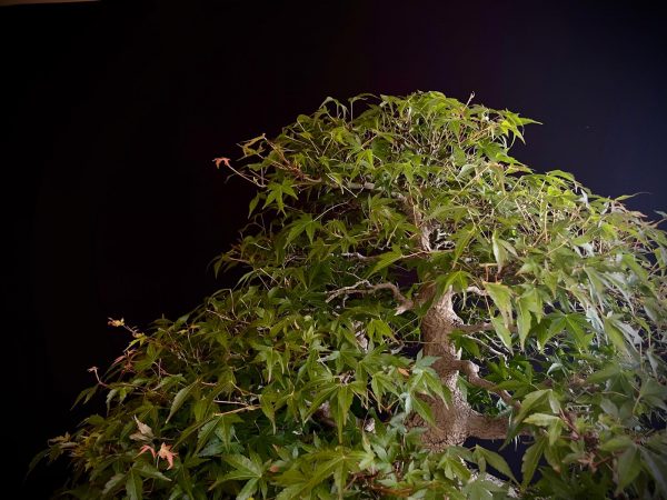 60943 ACER PALMATUM