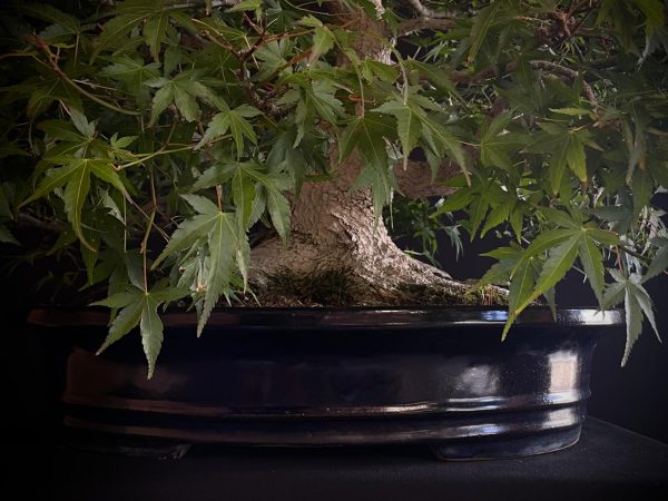 60943 ACER PALMATUM