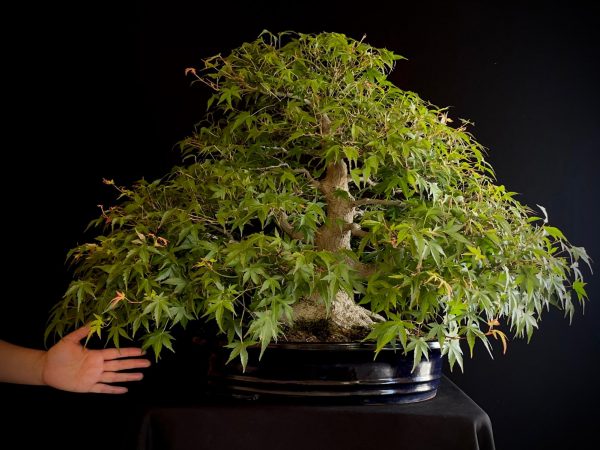 60943 ACER PALMATUM