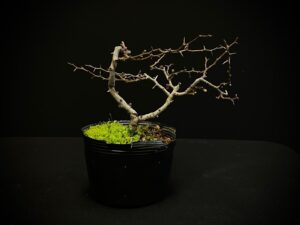 60965 CHAENOMELES LAGENARIA