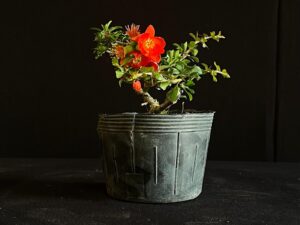 CHAENOMELES LEGENARIA