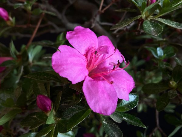 22N-9742 RHODODENDRON INDICUM