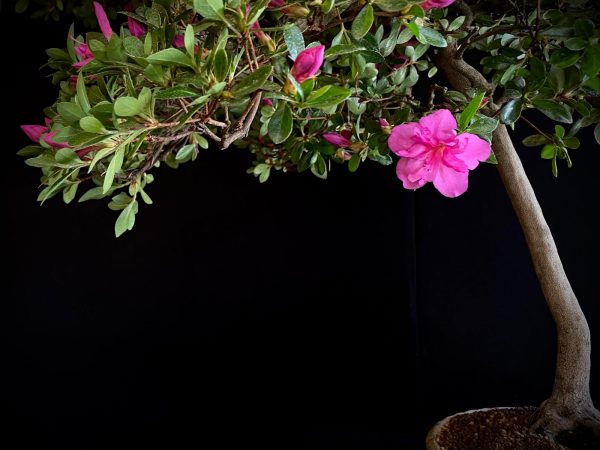 22N-9742 RHODODENDRON INDICUM