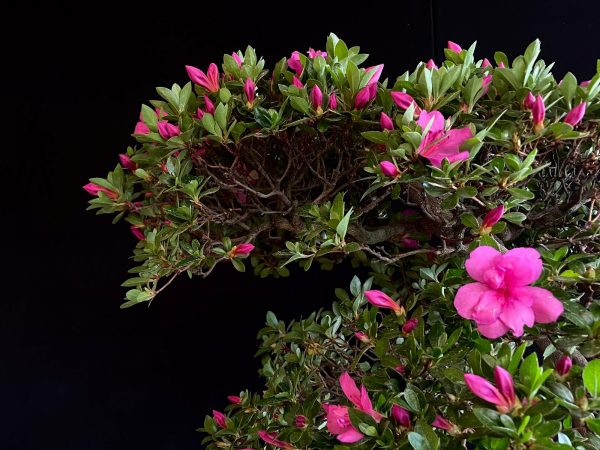 22N-9742 RHODODENDRON INDICUM