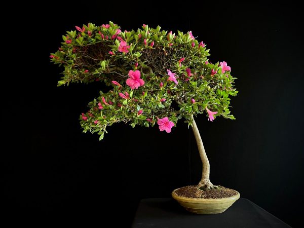 22N-9742 RHODODENDRON INDICUM