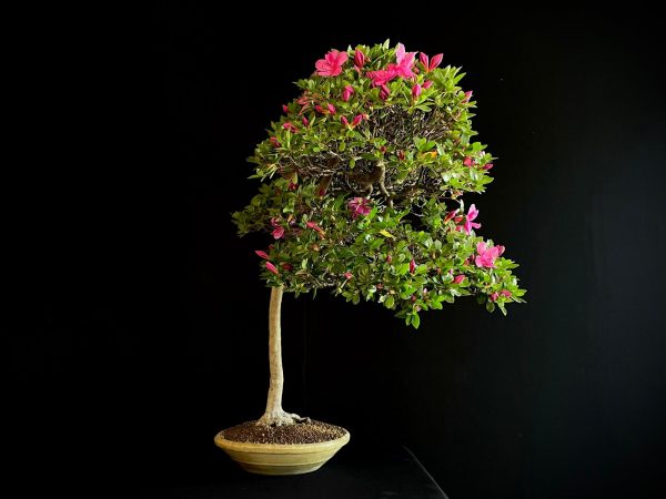 22N-9742 RHODODENDRON INDICUM