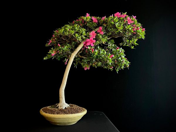 22N-9742 RHODODENDRON INDICUM
