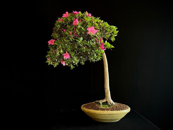 22N-9742 RHODODENDRON INDICUM