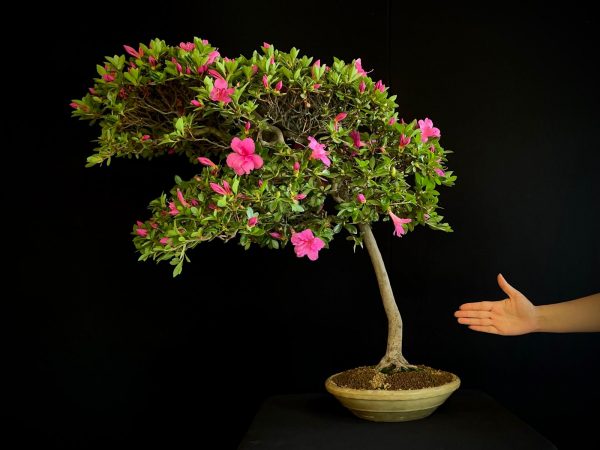 22N-9742 RHODODENDRON INDICUM