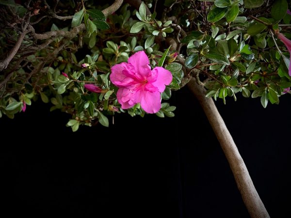 22N-9742 RHODODENDRON INDICUM