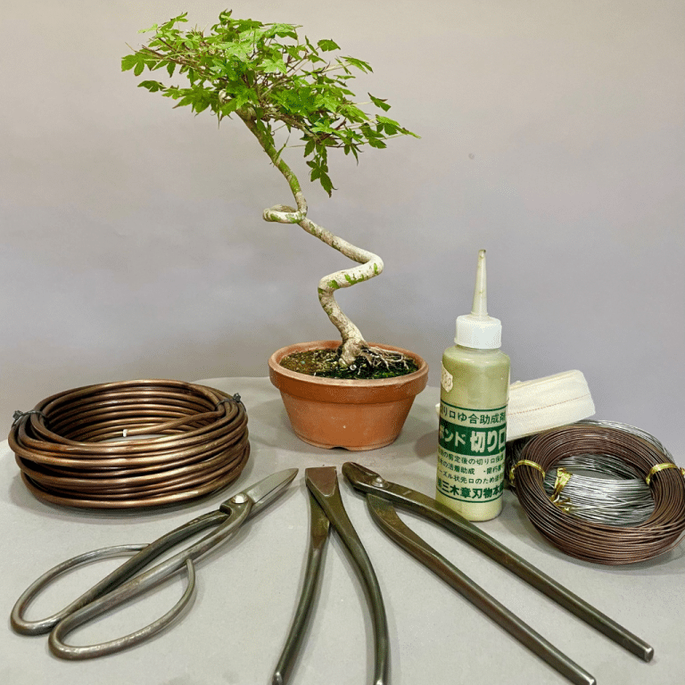 Bonsai school medium level