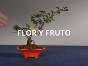 Flor y Fruto
