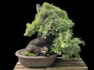 61217 QUERCUS FAGINEA (ROBLE ENTRADA)