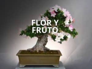 Flor y Fruto