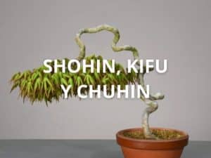 Shohin, Kifu y Chuhin