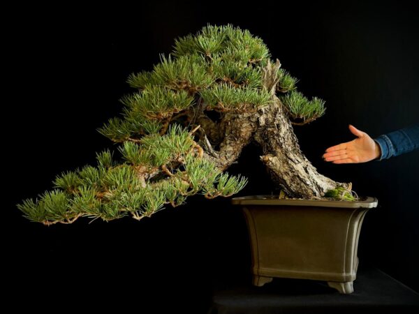 21N-7425 PINUS SYLVESTRIS