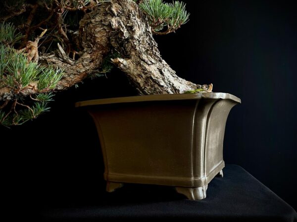 21N-7425 PINUS SYLVESTRIS
