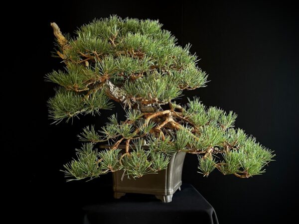 21N-7425 PINUS SYLVESTRIS