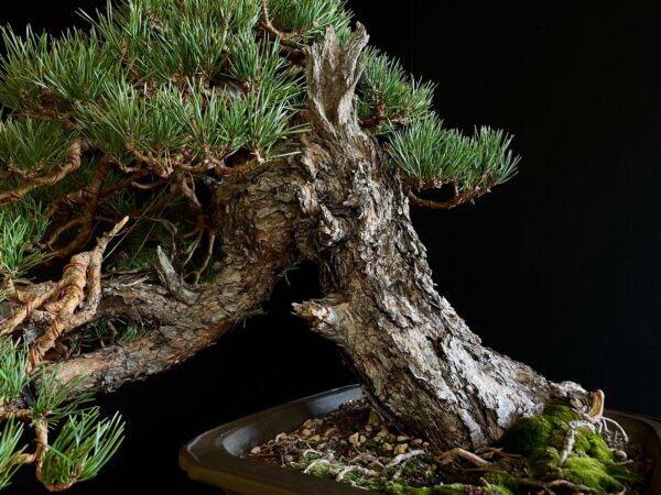 21N-7425 PINUS SYLVESTRIS