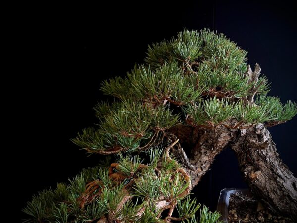 21N-7425 PINUS SYLVESTRIS