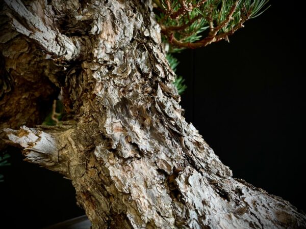 21N-7425 PINUS SYLVESTRIS