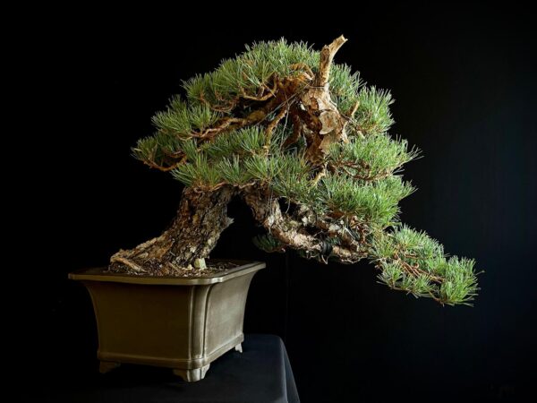 21N-7425 PINUS SYLVESTRIS