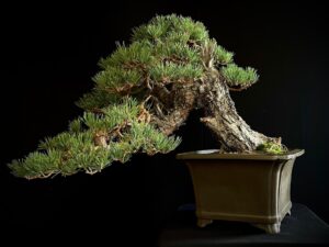 21N-7425 PINUS SYLVESTRIS