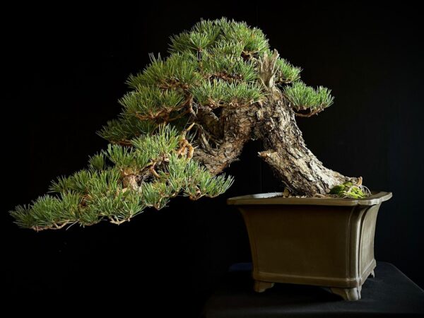 21N-7425 PINUS SYLVESTRIS