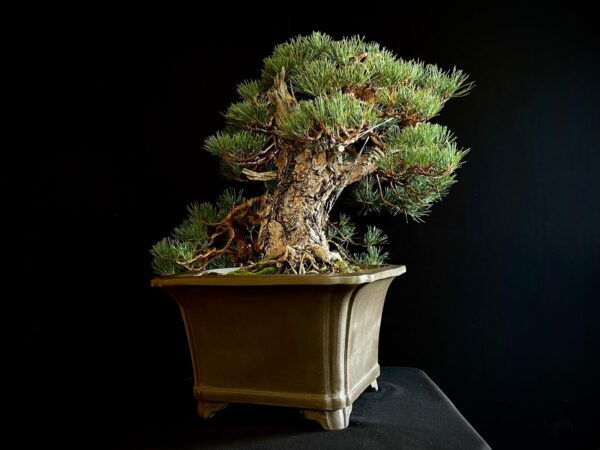 21N-7425 PINUS SYLVESTRIS