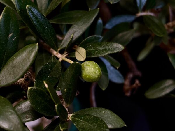 21N-8600 OLEA EURIPEA SYLVESTRIS