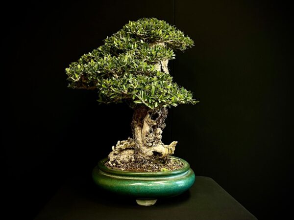 21N-8600 OLEA EURIPEA SYLVESTRIS