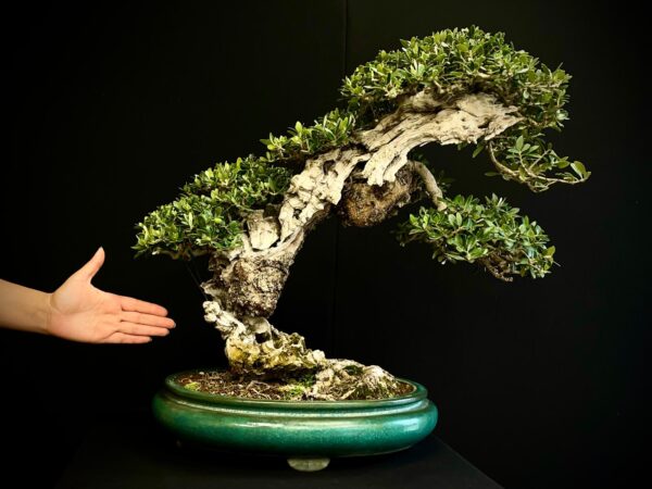 21N-8600 OLEA EURIPEA SYLVESTRIS