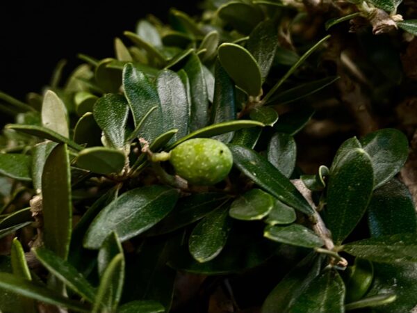 21N-8600 OLEA EURIPEA SYLVESTRIS