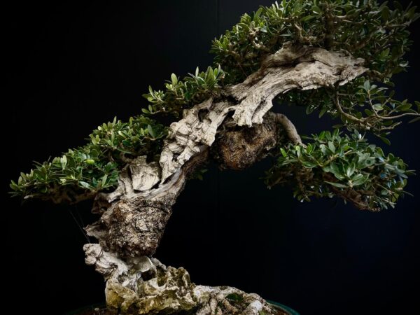 21N-8600 OLEA EURIPEA SYLVESTRIS