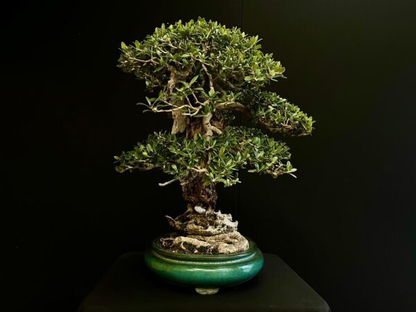 21N-8600 OLEA EURIPEA SYLVESTRIS