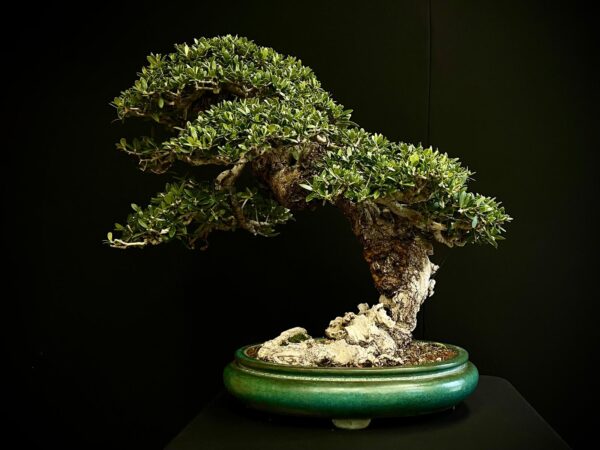 21N-8600 OLEA EURIPEA SYLVESTRIS
