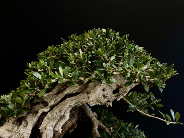 21N-8600 OLEA EURIPEA SYLVESTRIS