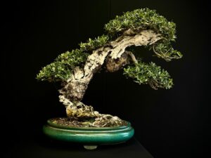 21N-8600 OLEA EURIPEA SYLVESTRIS